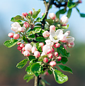 Apple blossom (Malus sp.)