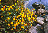 Common monkey flower (Mimulus guttatus)