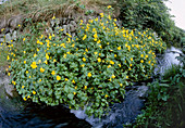 Common monkey flower (Mimulus guttatus)