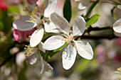 Crabapple blossom (Malus sp.)