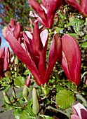 Magnolia lilifolia 'Nigra'