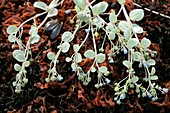 Oyster plant (Mertensia maritima)