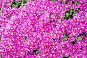Mesembryanthemum flowers