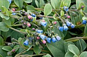 Oyster plant (Mertensia maritima)