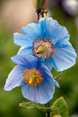 Himalayan poppy (Meconopsis grandis)