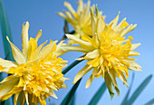 Narcissus Rip Van Winkle