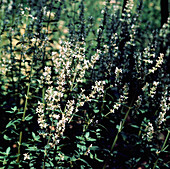 Nepeta cataria Citriodora