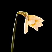 Daffodil flower opening (4 of 6)