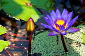 Waterlily (Nymphaea sp.)