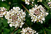 Alpine pennycress (Noccaea caerulescens)