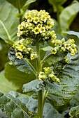 Wild tobacco (Nicotiana rustica) flowers