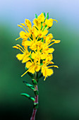 Yellow odontites (Odontites lutea)