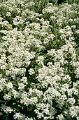 Olearia x oleifolia