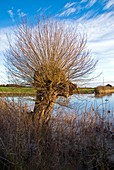 Pollarded willow tree