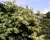 Fallopia japonica