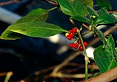 Psychotria ipecacuanha
