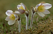 Pulsatilla vernalis