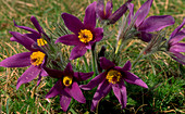 Pulsatilla vulgaris