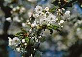 Prunus Shirotae