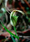 Pterostylis sp