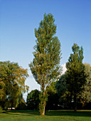 Populus nigra varitalica
