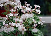 Pelargonium Attar of Roses