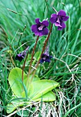 Pinguicula vulgaris