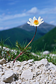 Pulsatilla alpina ssp alpina