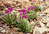 Primula nivalis