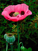 Papaver somniferum