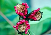 Paeonia mlokosewitschii