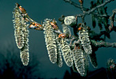 Populus tremula