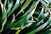 Flax lily,Phormium tenax