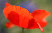 Poppy flower (Papaver rhoeas)