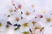 Cherry blossom (Prunus 'Serrulata')
