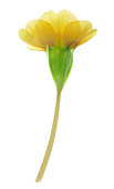 Primrose flower (Primula vulgaris)