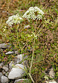 Burnet saxifrage (Pimpinella saxifraga)