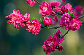 Peach blossom (Prunus sp.)