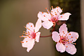 Nanking bush cherry (Prunus tomentosa)