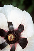 Oriental poppy (Papaver orientale)