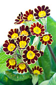 Primrose (Primula 'Gold Lace')