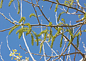 Grey poplar catkins