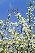 Plum blossom (Prunus sp.)