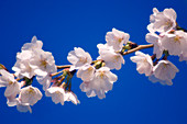 Cherry blossom (Prunus serrulata)