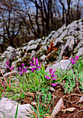 Milkwort (Polygala major)