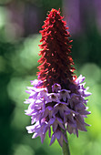 Orchid primrose (Primula vialli)