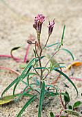 Palafoxia arida var. arida