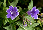 Desertbells (Phacelia campanularia)