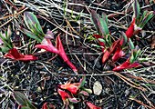 Davis' knotweed (Polygonum davisiae)