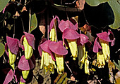 Passionflower (Passiflora membranacea)